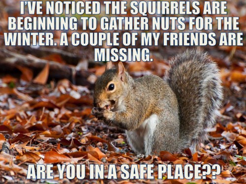 squirrels