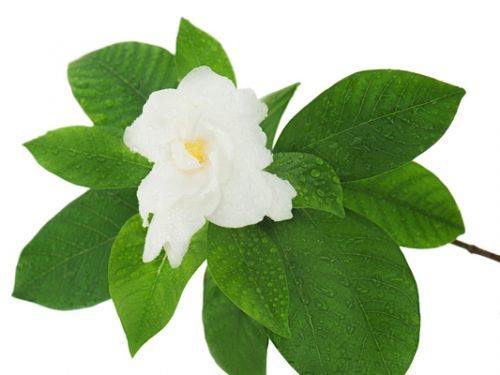 Gardenia flower (Gardenia jasminoides) isolated on white backgro