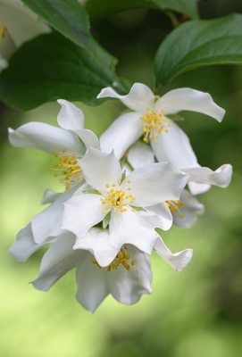 Mock-Orange flowers