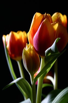 Tulips in studio