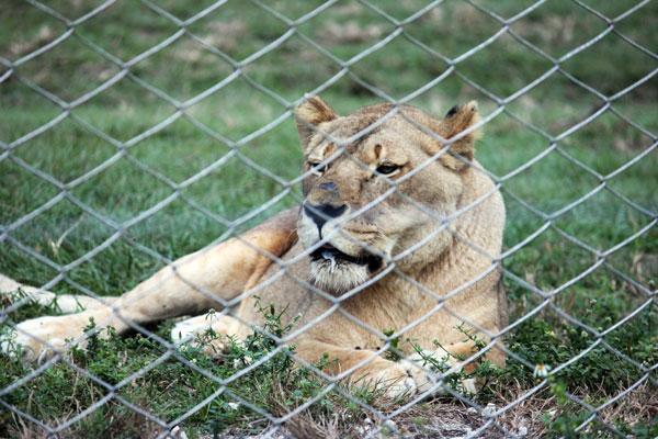 Lion Country Safari