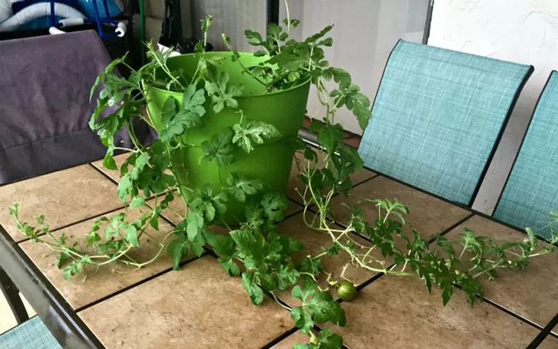 Growing Watermelon in Containers: Tips and Tricks