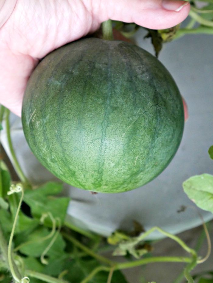 Growing Watermelon in Containers