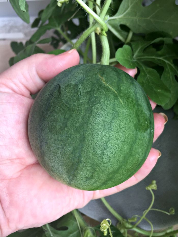 Growing Watermelon in Containers