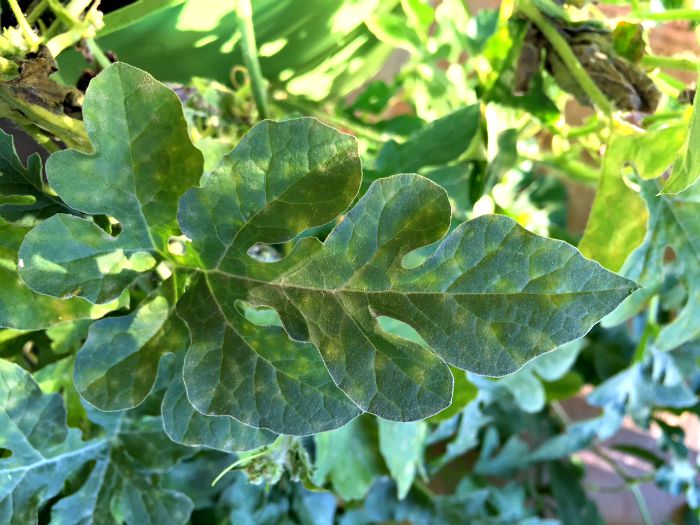 Yellow Spots on Leaves