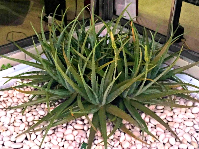 aloe