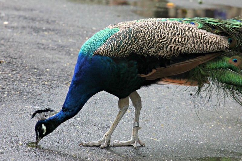 peacock-palm-beach-zoo-series-1