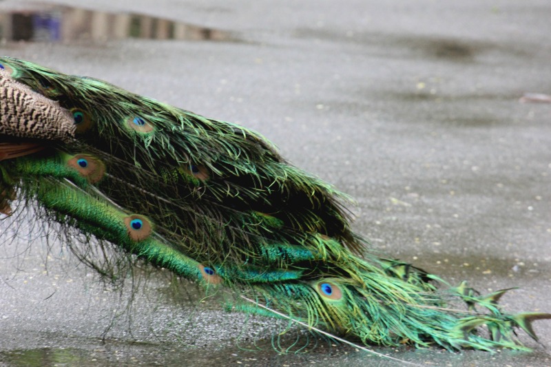 peacock-palm-beach-zoo-series-2