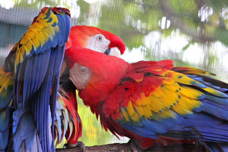 macaw