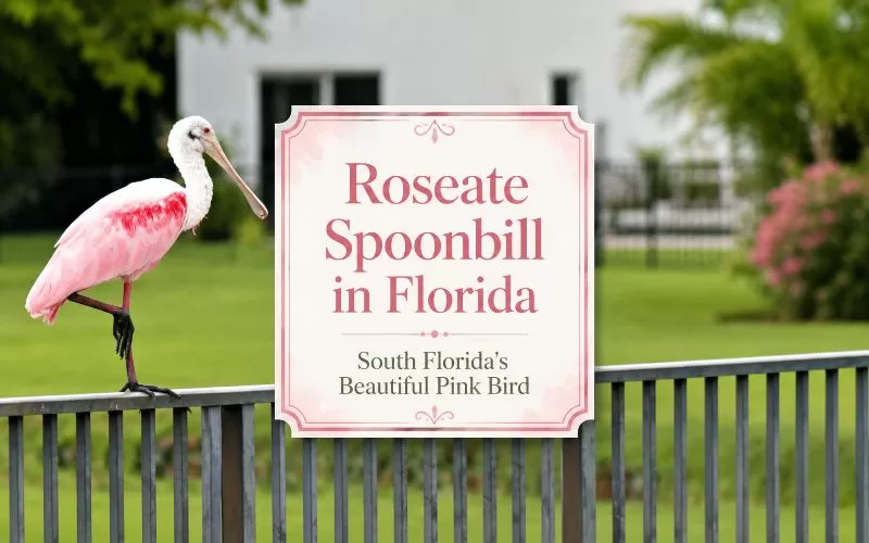 Roseate spoonbill perched on a fence with a centered title design for a Florida wildlife article.