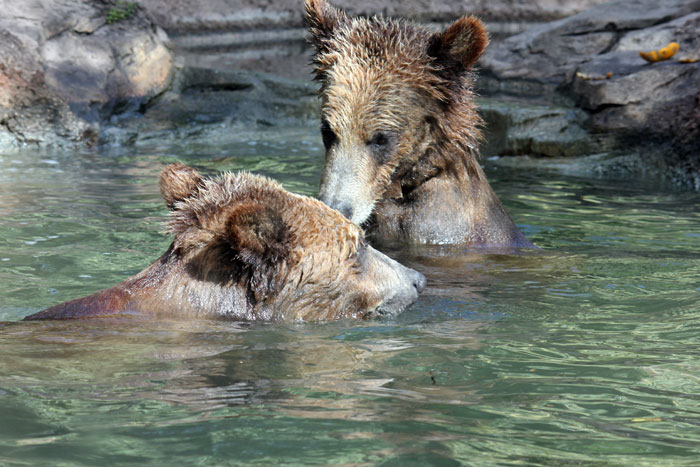 Palm Beach Zoo Grizzly Bears