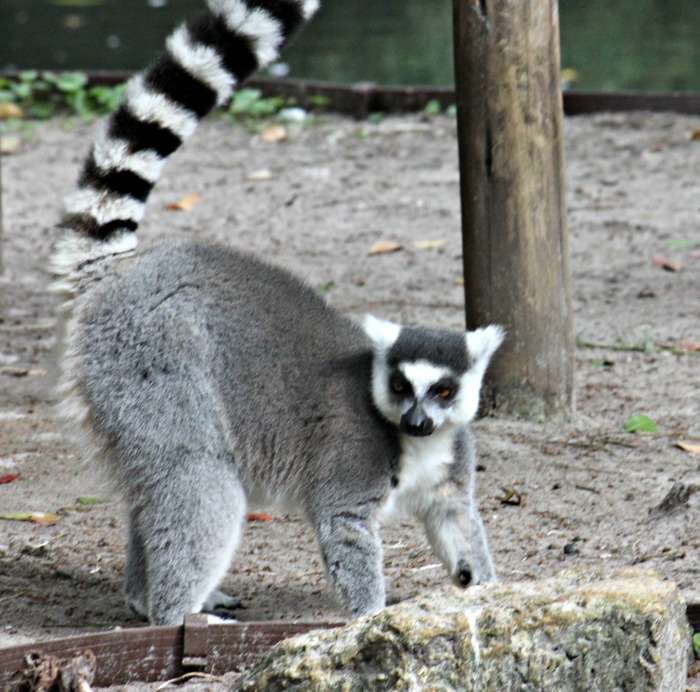 lemurs