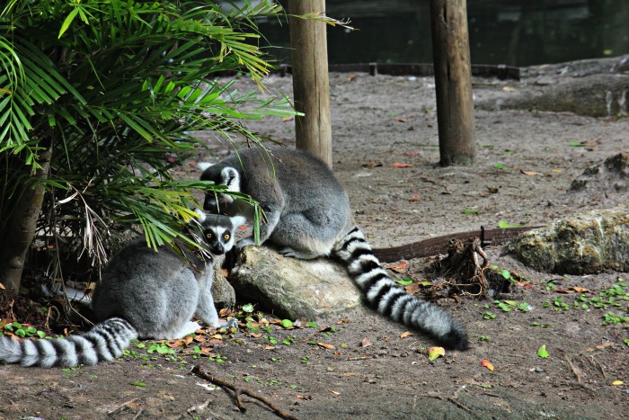 lemurs