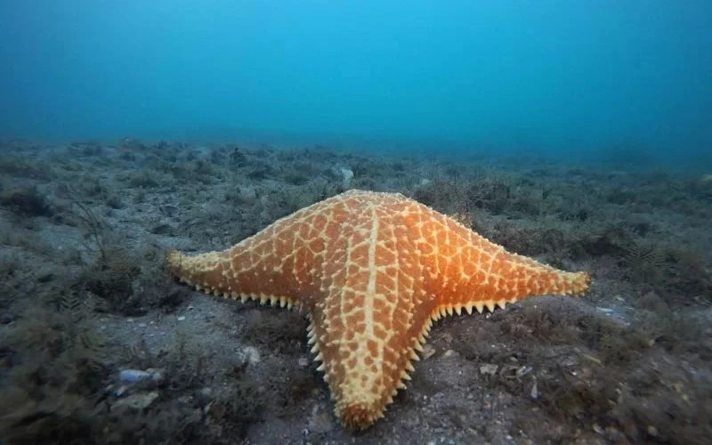Large orange starfish underwater at Phil Foster Park