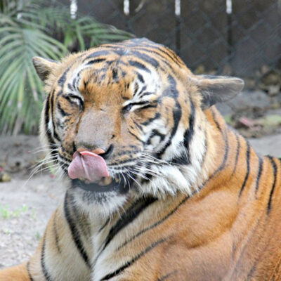 Eye of the Tiger : Palm Beach Zoo Series