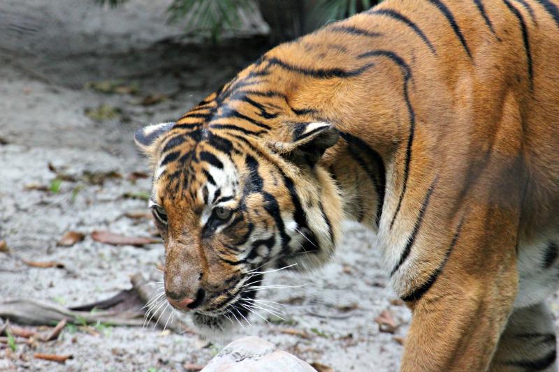 Tiger Palm Beach Zoo