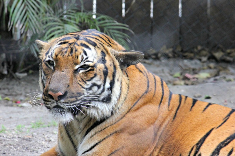 tiger-palm-beach-zoo-series-2