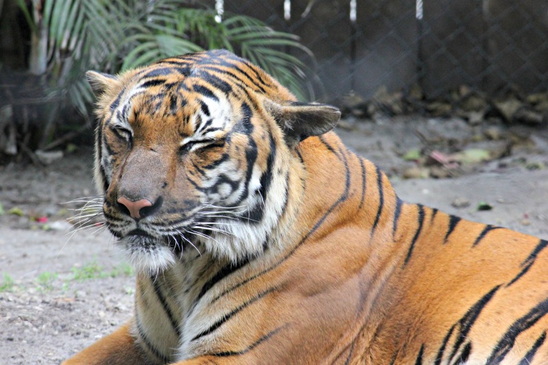 tiger-palm-beach-zoo-series-3