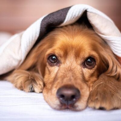 Common Causes Of Pet Allergies 