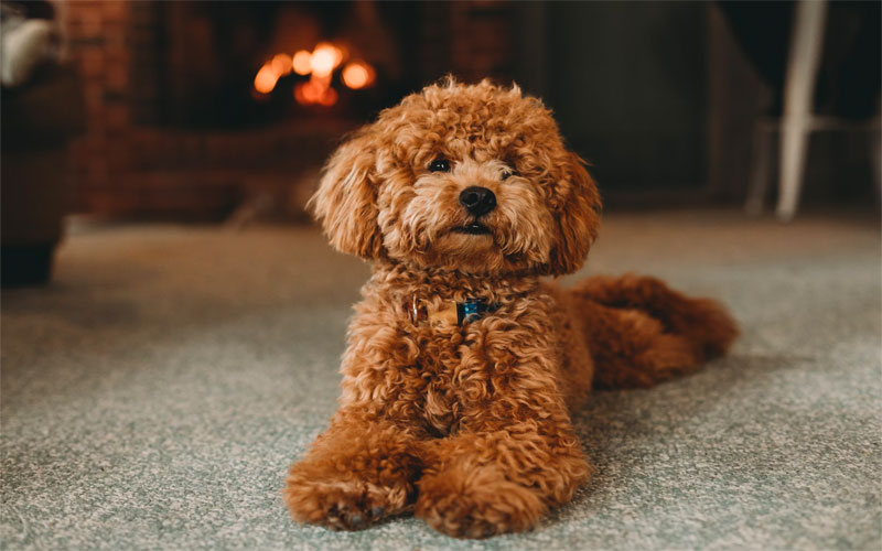 Miniature poodle and shih top tzu mix