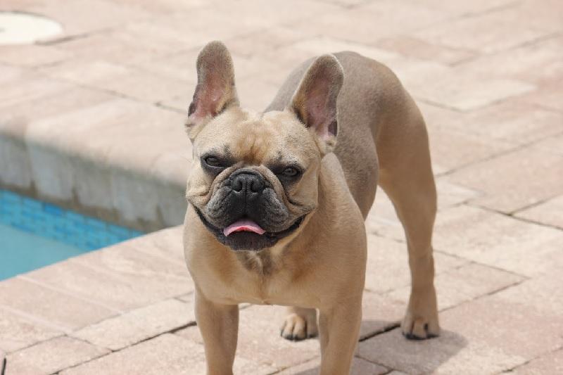 https://shibleysmiles.com/wp-content/uploads/2023/09/dino-frenchbulldog.jpg