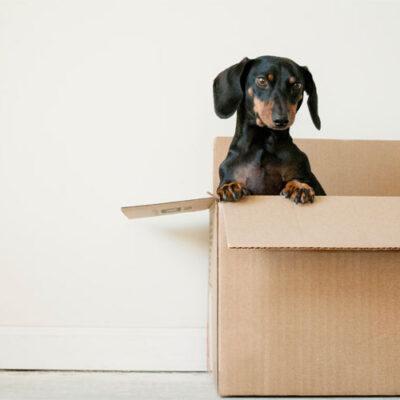 Effective Self Storage Solutions for Pet Lovers