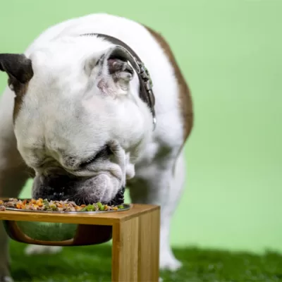 Balanced Diet for Your Dog