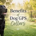 Black Labrador sitting outdoors beside decorative text that reads Benefits of Dog GPS Collars.