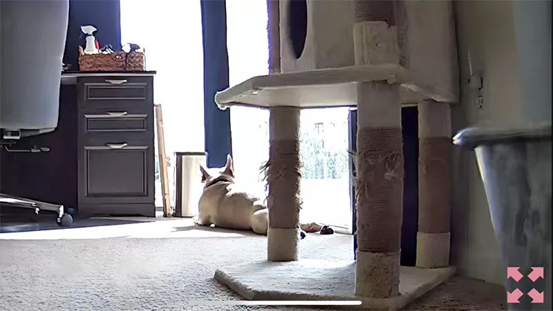 WOPet Guardian Dog Treat Camera view of a French Bulldog lying in the sun near a cat tree.