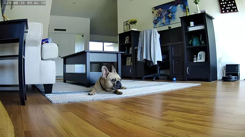 French Bulldog lying on a living room rug as seen through the WOPet Guardian Dog Treat Camera.