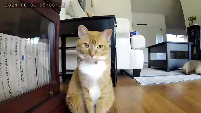 Orange and white cat sitting close to the WOPet Guardian Dog Treat Camera with a French Bulldog resting in the background.