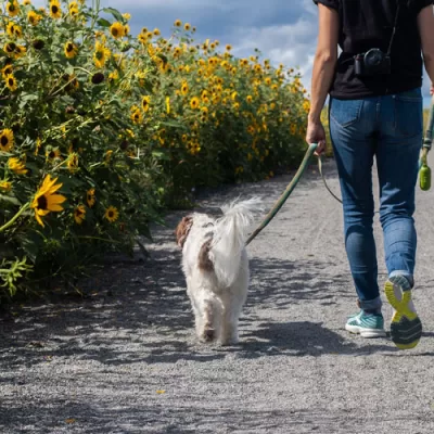 dog walking services