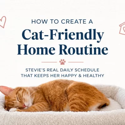 Easy Ways to Create a Cat-Friendly Home Routine