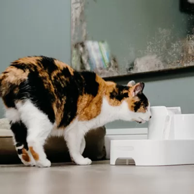 cat water fountain
