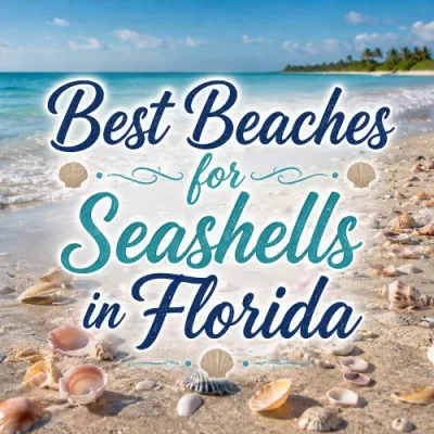Best Beaches for Seashells in Florida: Southwest & South Florida Shelling Spots