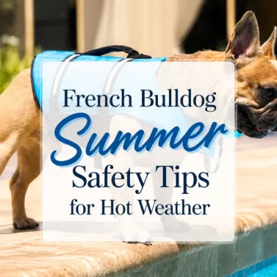 French Bulldog wearing a blue cooling vest while standing beside a pool on a sunny patio.